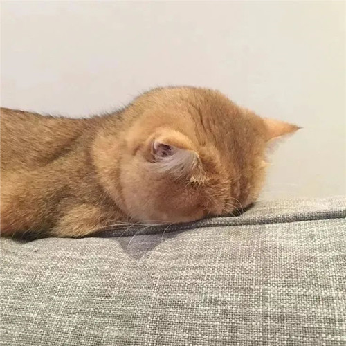 摆烂头像