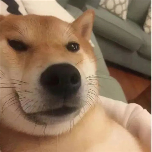 摆烂头像