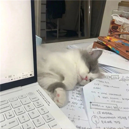 摆烂头像