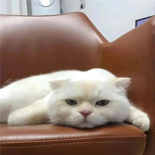 摆烂头像