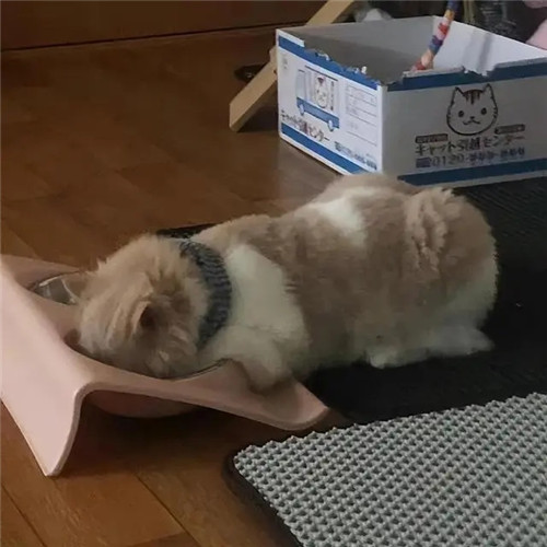 摆烂头像