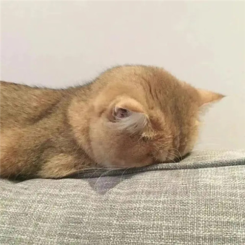 摆烂头像