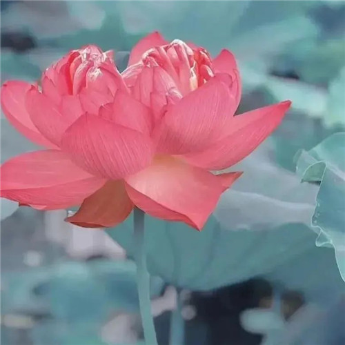 中年人老年人专属头像荷花图片