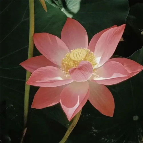 中年人老年人专属头像荷花图片