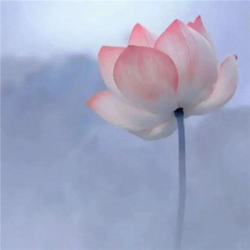 中年人老年人专属头像荷花图片