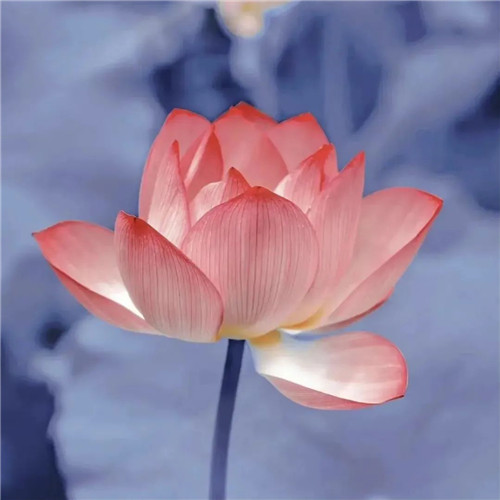 中年人老年人专属头像荷花图片
