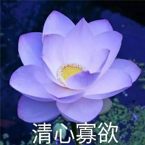 中年人老年人专属头像荷花图片