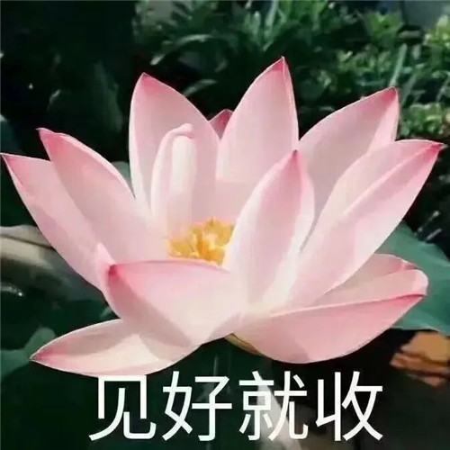 中年人老年人专属头像荷花图片