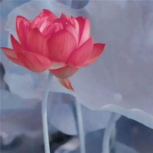 中年人老年人专属头像荷花图片