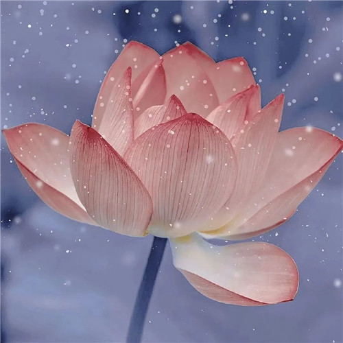 中年人老年人专属头像荷花图片