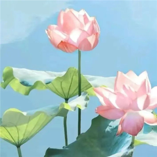 中年人老年人专属头像荷花图片