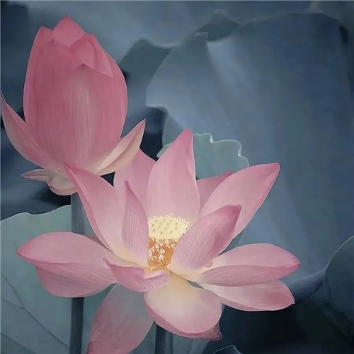 中年人老年人专属头像荷花图片