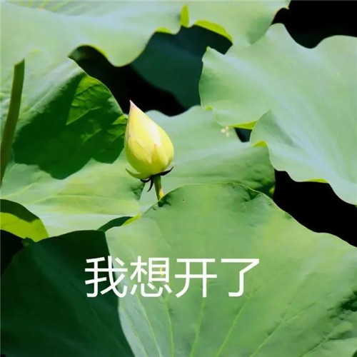 中年人老年人专属头像荷花图片