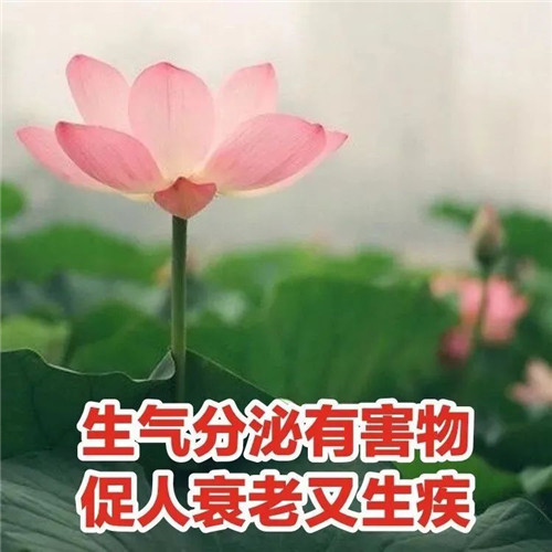 中年人老年人专属头像荷花图片