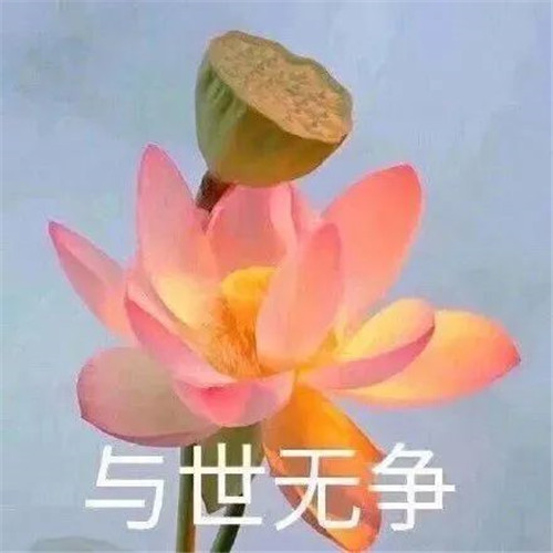 中年人老年人专属头像荷花图片
