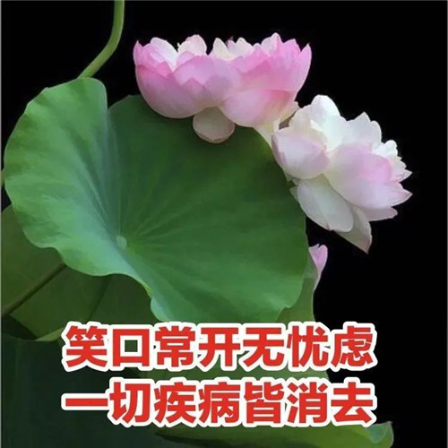中年人老年人专属头像荷花图片