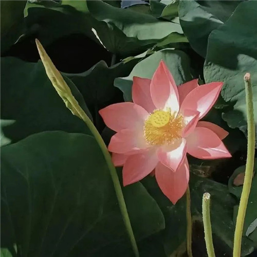 中年人老年人专属头像荷花图片