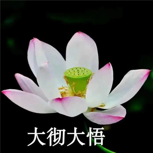 中年人老年人专属头像荷花图片