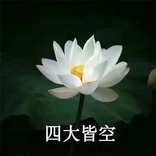 中年人老年人专属头像荷花图片