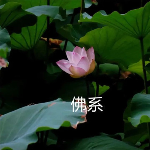 中年人老年人专属头像荷花图片