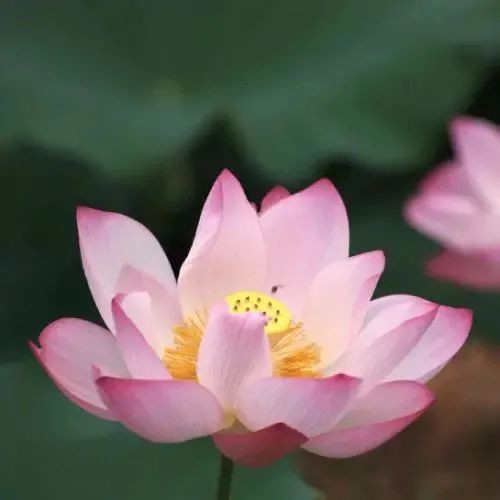 中年人老年人专属头像荷花图片