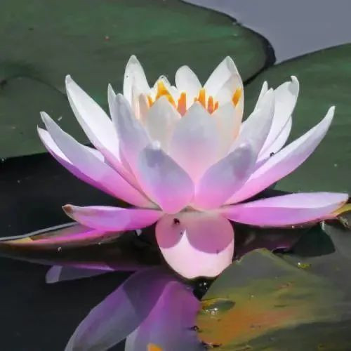 中年人老年人专属头像荷花图片