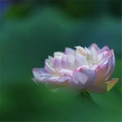 中年人老年人专属头像荷花图片