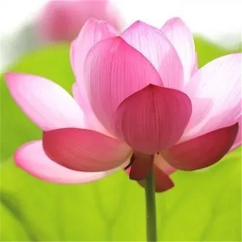 中年人老年人专属头像荷花图片