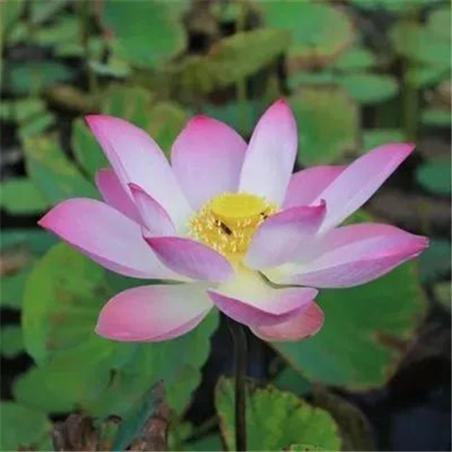 中年人老年人专属头像荷花图片