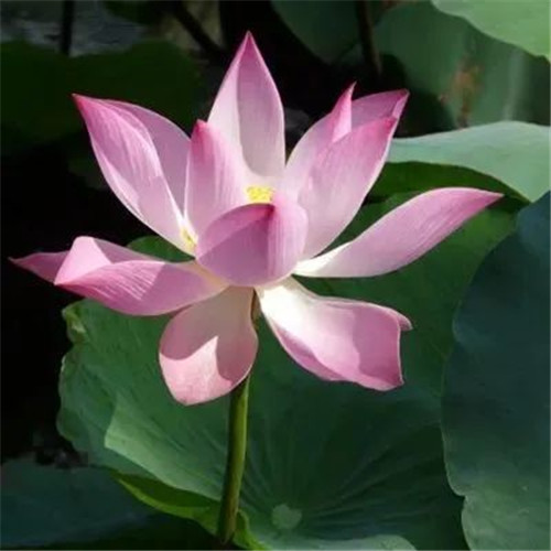 中年人老年人专属头像荷花图片