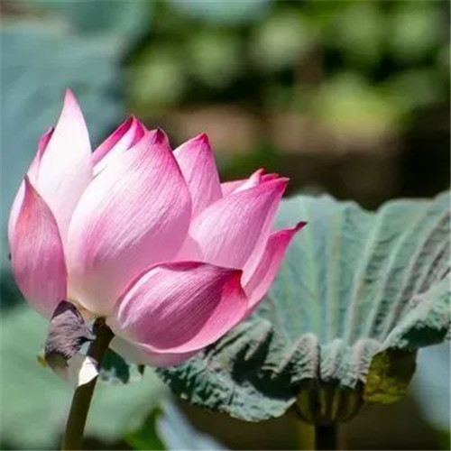 中年人老年人专属头像荷花图片