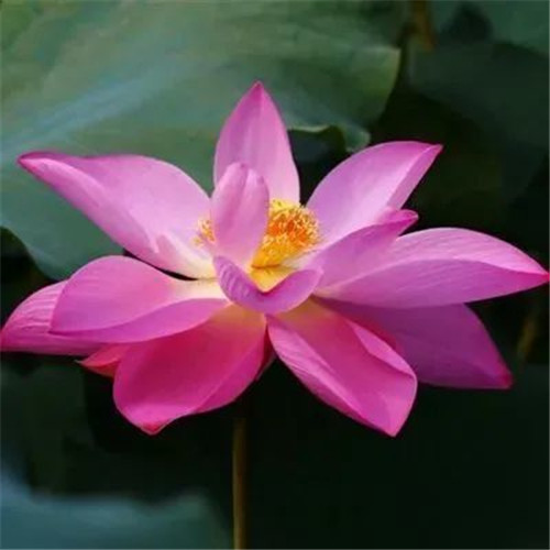 中年人老年人专属头像荷花图片