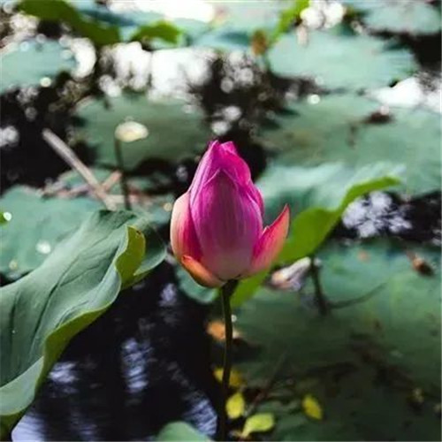 中年人老年人专属头像荷花图片