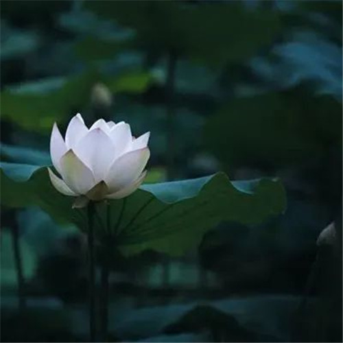 中年人老年人专属头像荷花图片