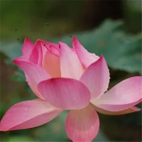 中年人老年人专属头像荷花图片