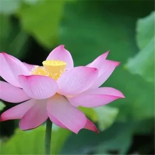 中年人老年人专属头像荷花图片