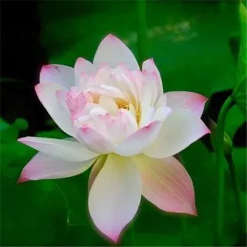 中年人老年人专属头像荷花图片