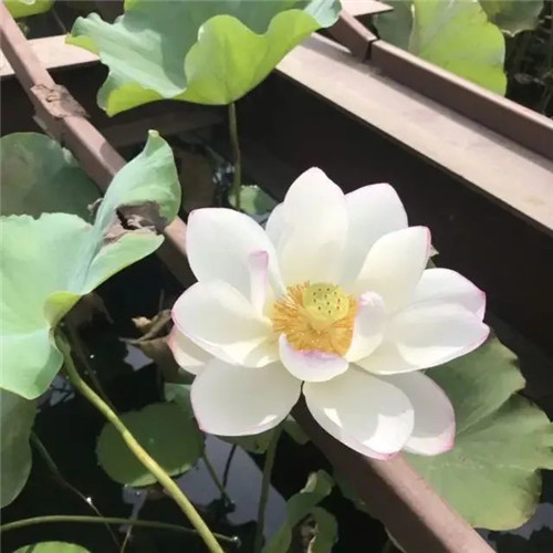 中年人老年人专属头像荷花图片