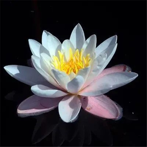 中年人老年人专属头像荷花图片