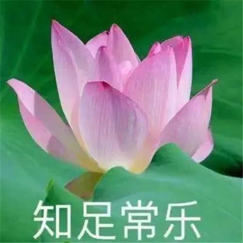 中年人老年人专属头像荷花图片