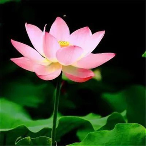 中年人老年人专属头像荷花图片