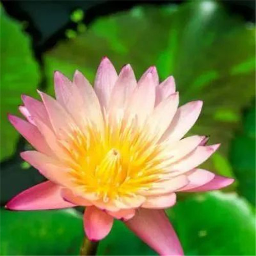 中年人老年人专属头像荷花图片