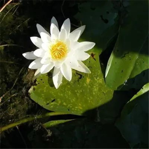 中年人老年人专属头像荷花图片