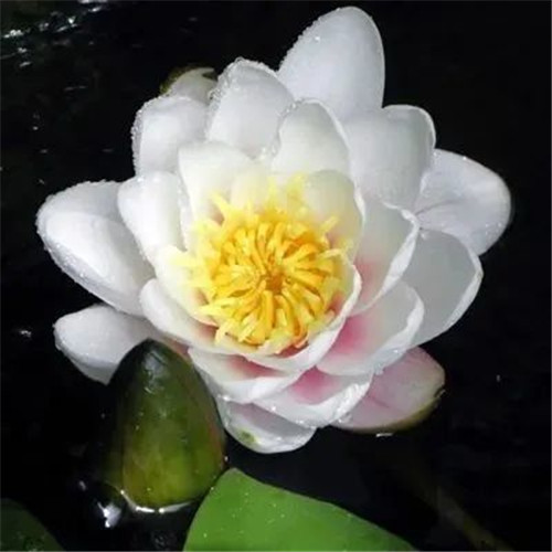 中年人老年人专属头像荷花图片