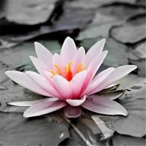 中年人老年人专属头像荷花图片