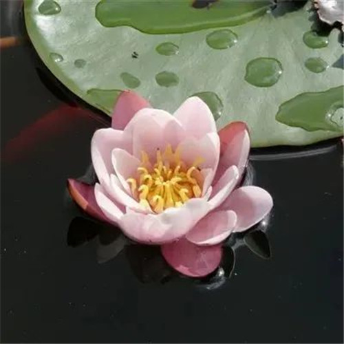 中年人老年人专属头像荷花图片