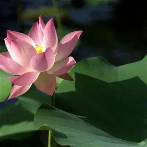 中年人老年人专属头像荷花图片