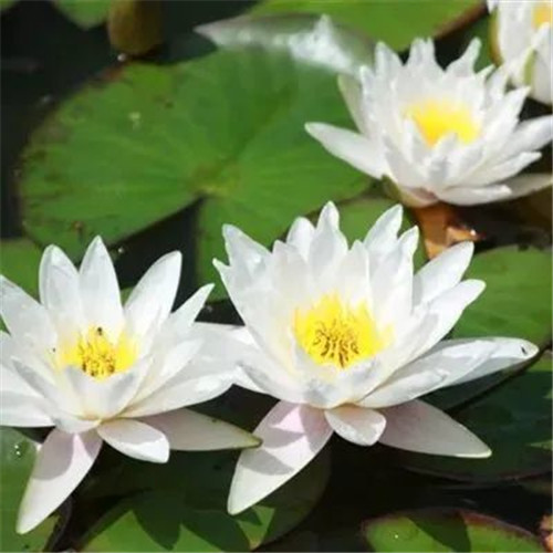 中年人老年人专属头像荷花图片