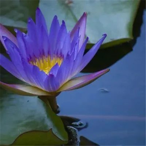 中年人老年人专属头像荷花图片