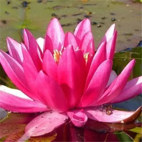 中年人老年人专属头像荷花图片